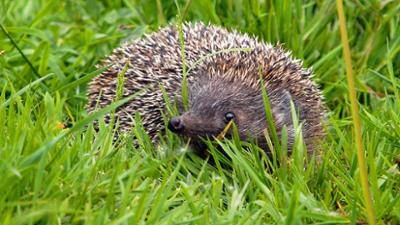 Tiere: Das Jahr des Igels - eine Igelfamilie im Jahreslauf