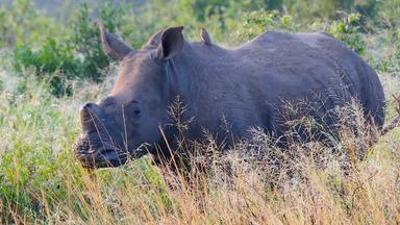 Tiere: Nashörner ohne Horn: Artenschutz in Südafrika