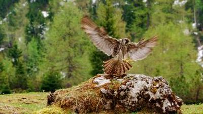 Tiere: Naturparadies Seefeld - Im Reich des Wanderfalken