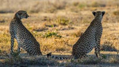 Tiere: Mein Afrika – Gepardenbrüder