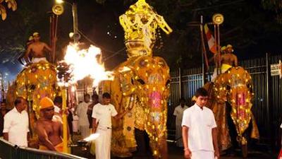 Tiere: Sakrale Elefanten in Sri Lanka