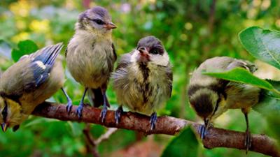 Tiere: Kleine Meise ganz groß