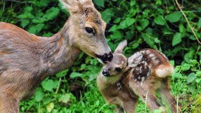 Tiere: Kitz & Co - Die Tarnung von Tierkindern