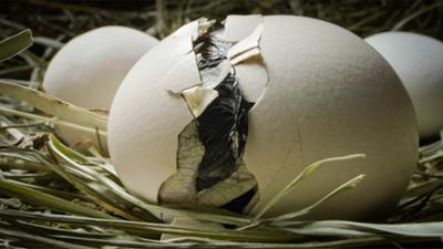 Tiere: Das Ei - Aufbruch ins Leben
