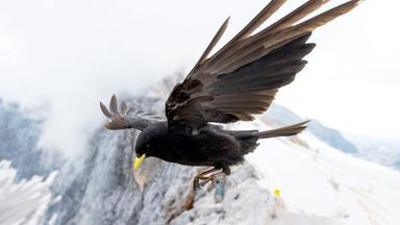 Tiere: Von der Steppe in die Alpen - Vögel in Österreich