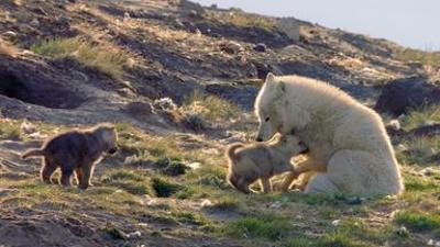 Tiere: Polarwölfe - Familienbande Tiere: Polarwölfe - Familienbande