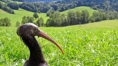 Tiere: Waldrapp - Ein Vogel im Aufwind