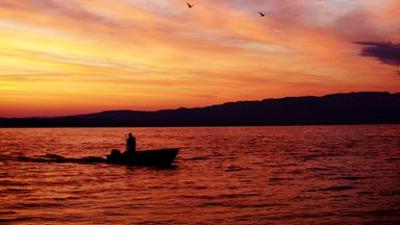 Tiere: Bodensee - Wildnis am großen Wasser