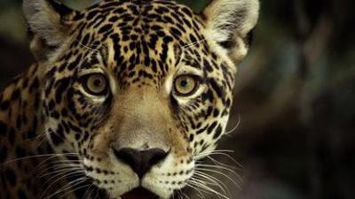 Tiere: Guyana - Der Weg des Jaguars