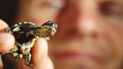 Tiere: Turtle Hero - Ein Leben für die Schildkröten