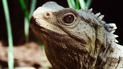 Tiere: Neuseeland - Rivalen der Urzeit (1/5)