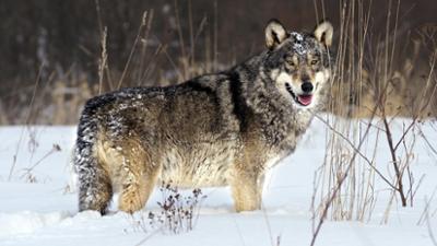 Tiere: Radioaktive Wölfe