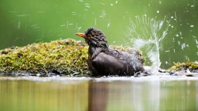 Tiere: Die Magie der Vögel - Was Birdwatcher begeistert