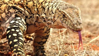 Tiere: Neuseeland - Rivalen der Urzeit (3/5)