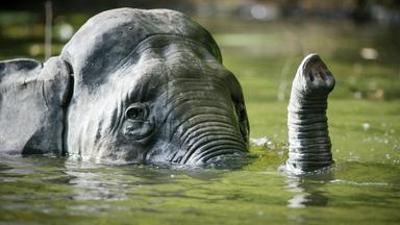 Tiere: Undercover unter Tieren: Auf geheimer Mission in den Tropen (1/4)