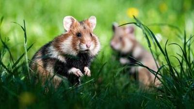 Tiere: Geheimnisvolle Parktiere - Wildes Leben in der Stadt