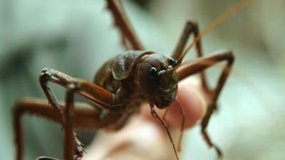Tiere: Neuseeland - Rivalen der Urzeit (4/5)