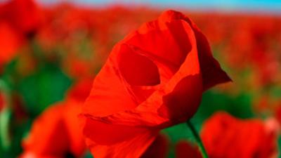 Tiere: Wildes Deutschland – Die Uckermark