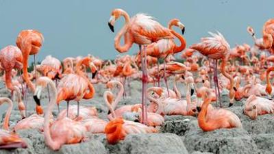 Tiere: Mexikos magische Tierwanderungen