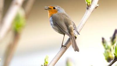Tiere: Gefiederte Nachbarn - Die bunte Welt der Gartenvögel