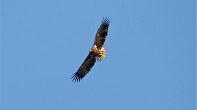 Tiere: Der Flug des Seeadlers - Die Geschichte eines Seeadlerkükens