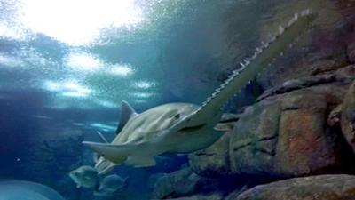 Tiere: Neuseeland - Rivalen der Urzeit (5/5)