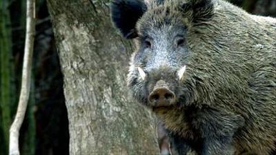Tiere: Wildschweine - Das Comeback