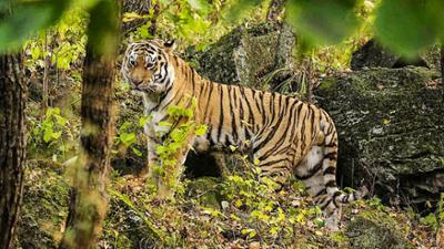 Tiere: Sibirischer Tiger - Seele der russischen Wildnis - Tierporträt