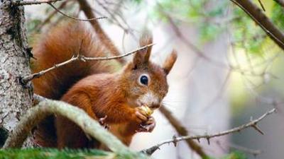 Tiere: Eichkätzchen & Co: Wilde Nachbarn in der Stadt