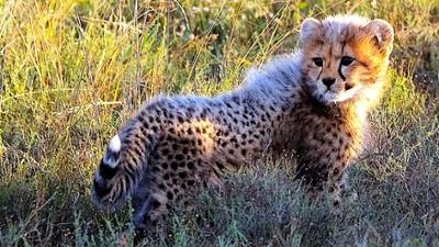Tiere: Phinda - Land der Geparde - Kurzprogramm