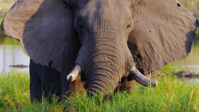 Tiere: im Okavango Delta 