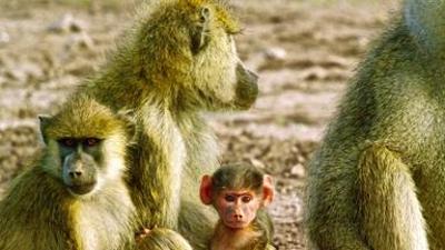 Tiere: Die Königinnen der Savanne
