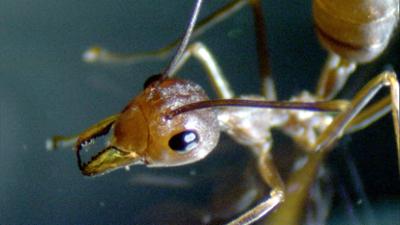 Tiere: Ameisen - Die heimliche Weltmacht