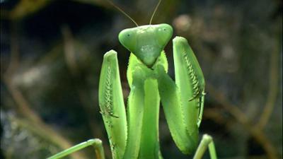 Tiere: Das Alien-Insekt - Die Gottesanbeterin