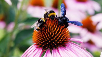 Tiere: Die Welt der wilden Bienen