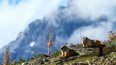 Tierische Superbauten: (3/3): In bester Gesellschaft