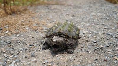 Tierische Superhelden: Meister des Kampfes