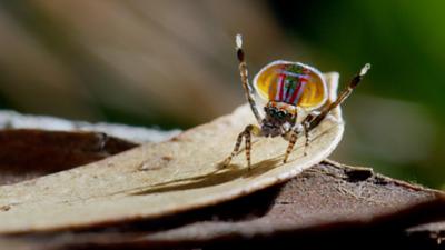 Tierische Überflieger: (3/5): Showtalente