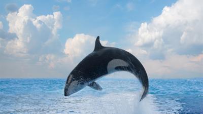 Tierische Überflieger: (1/5): Tempomacher