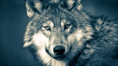 UNKRAUT: Wölfe im Nationalpark - Gut für die Natur?