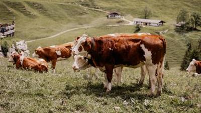 UNKRAUT: Teil Dir 'ne Kuh – Faires Fleisch aus dem Hunsrück
