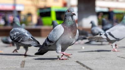 UNKRAUT: Geliebt, gejagt, getötet – Vom Umgang mit Problemtieren