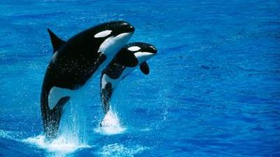 UNKRAUT: Aufstand der Orcas?