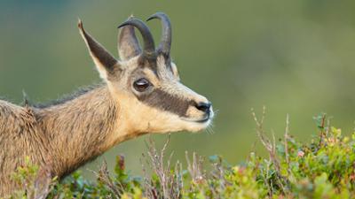 UNKRAUT: Heißzeit - Bedrohte Natur in den Alpen