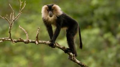 Wildes Indien: Berge