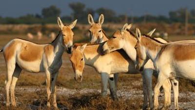 Wildes Indien: Wüsten