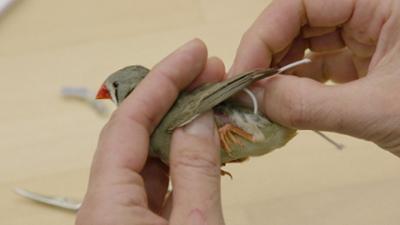 Wissen: Seewiesen – Institut für biologische Intelligenz