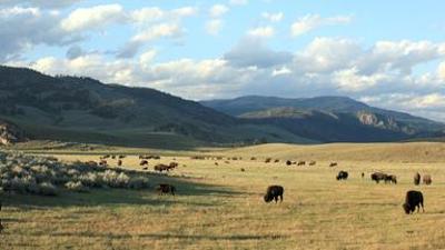 Yellowstone: Leben auf dem Vulkan - Teil 2 der Reihe "Yellowstone"