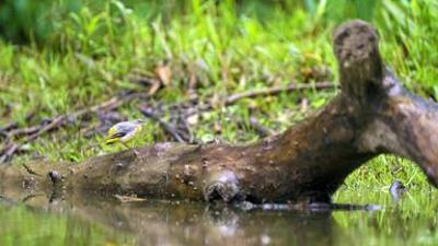 Zwischen Fels und Fluss: Das Raabtal