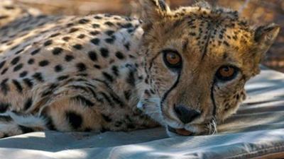 42 - Die Antwort auf fast alles: Wissen Tiere mehr als wir?